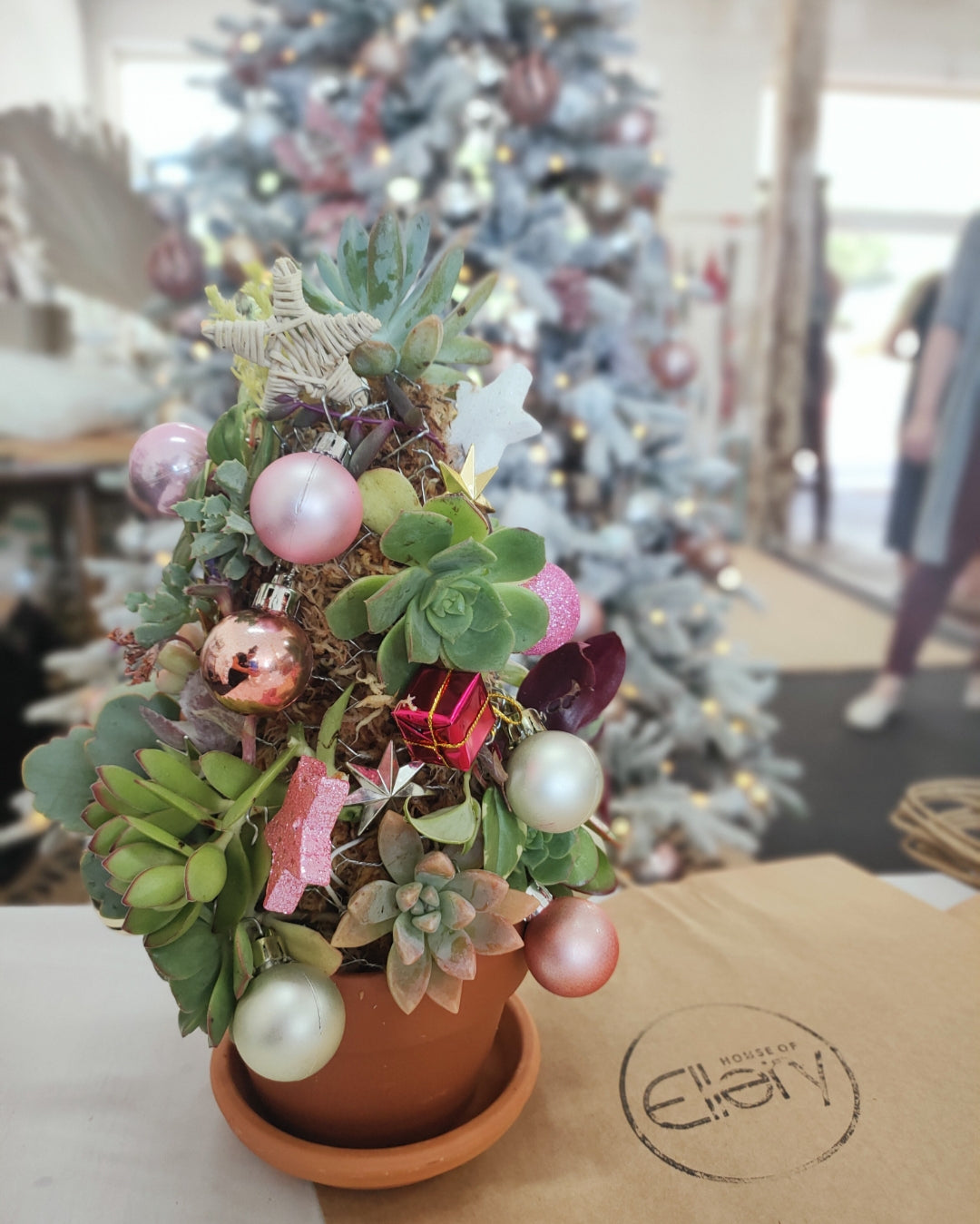 Succulent Christmas Tree Workshop 25th November 10am Central Coast, NSW