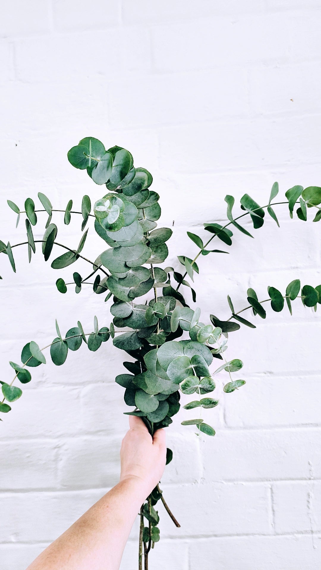 MOTHER'S DAY BUILD A BOUQUET + FREE GIFT WORKSHOP 11th May 10am Central Coast, NSW