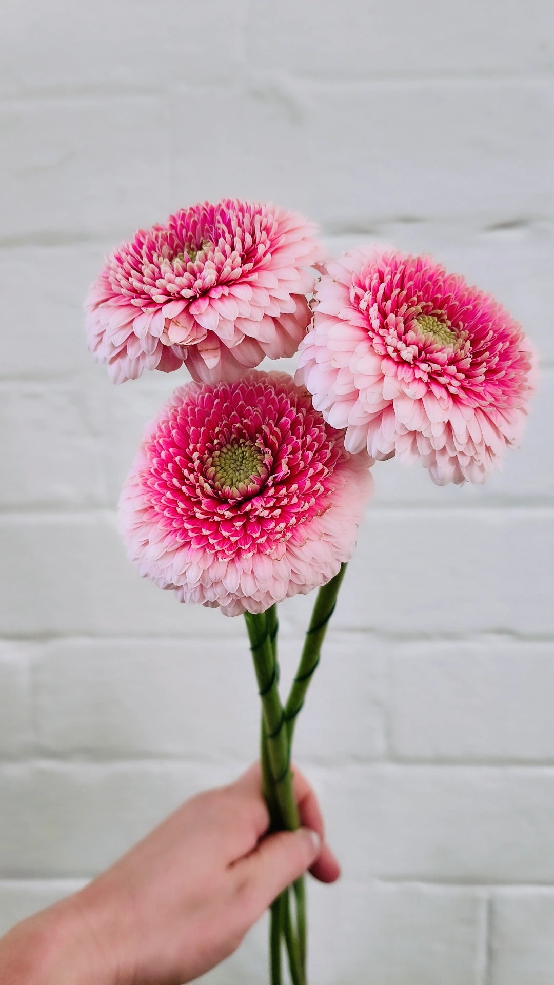 MOTHER'S DAY BUILD A BOUQUET + FREE GIFT WORKSHOP 11th May 10am Central Coast, NSW