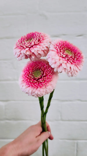 MOTHER'S DAY BUILD A BOUQUET + FREE GIFT WORKSHOP 11th May 10am Central Coast, NSW