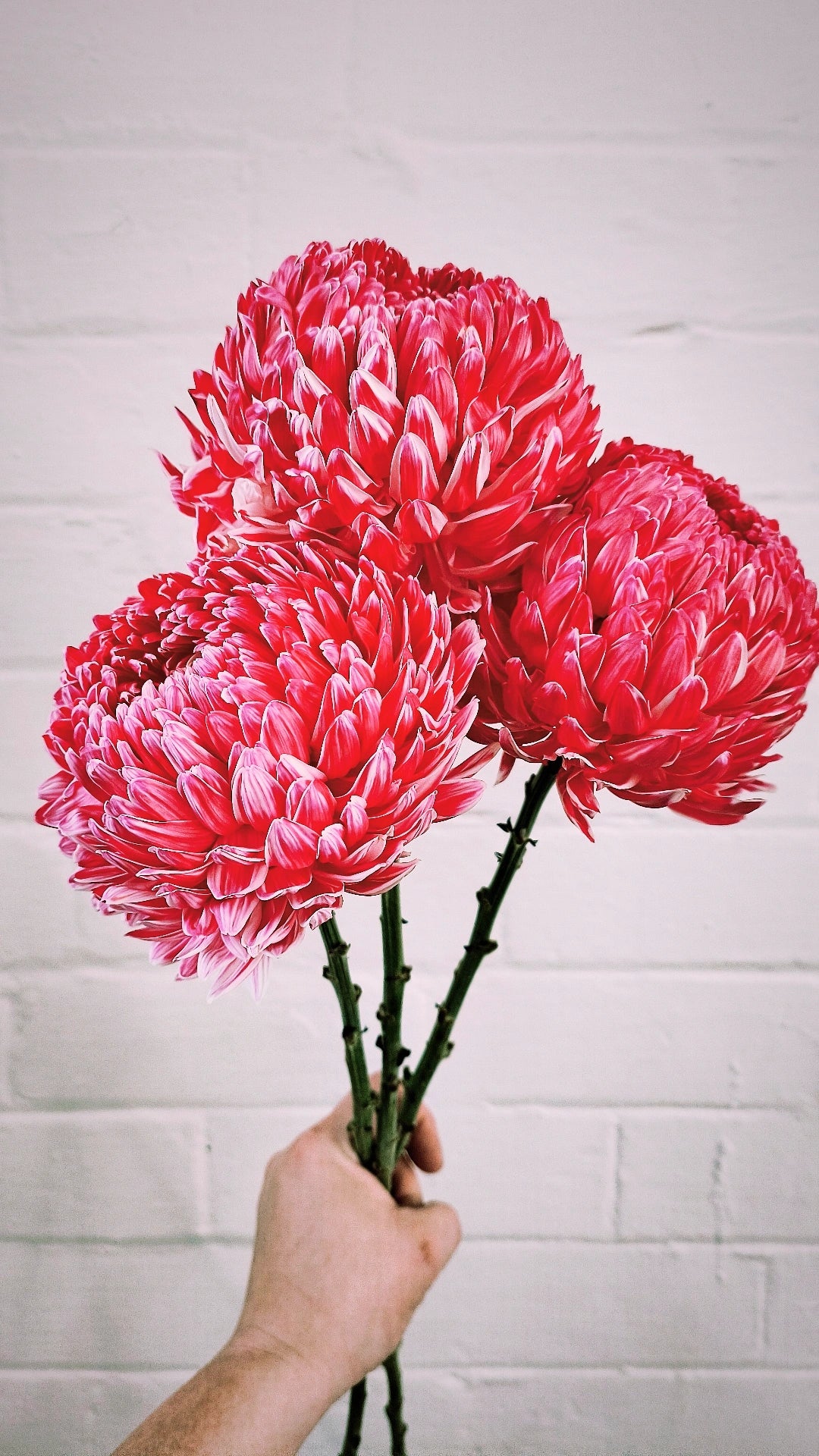 MOTHER'S DAY BUILD A BOUQUET + FREE GIFT WORKSHOP 11th May 10am Central Coast, NSW