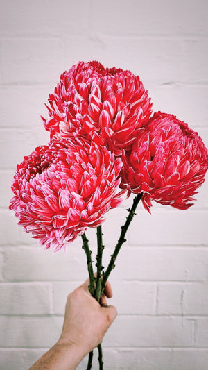 MOTHER'S DAY BUILD A BOUQUET + FREE GIFT WORKSHOP 11th May 10am Central Coast, NSW