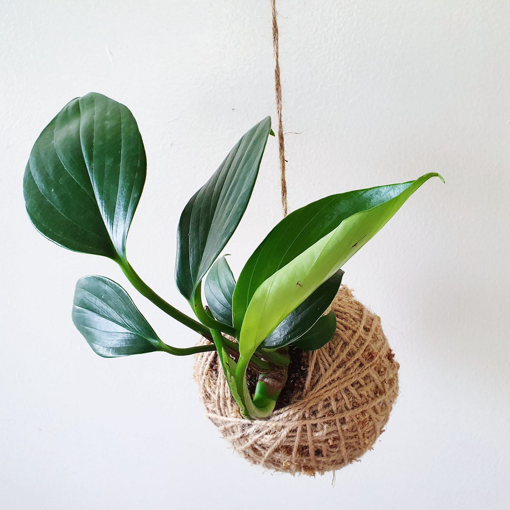KOKEDAMA & HANGER WORKSHOP 17th May 1pm Central Coast, NSW