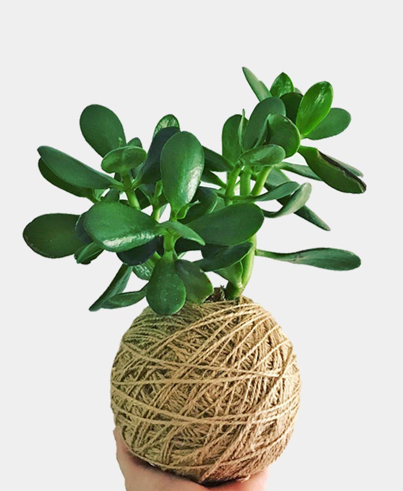 KOKEDAMA & HANGER WORKSHOP 17th May 1pm Central Coast, NSW
