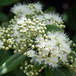 LEMON MYRTLE | Deluxe Soy Candle