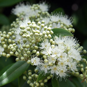 LEMON MYRTLE | Deluxe Soy Candle