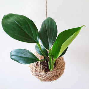 KOKEDAMA & HANGER WORKSHOP 17th May 1pm Central Coast, NSW