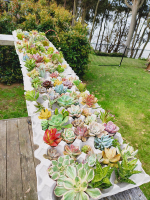 SUCCULENT CHRISTMAS TREE WORKSHOP 7th December 10am Central Coast, NSW