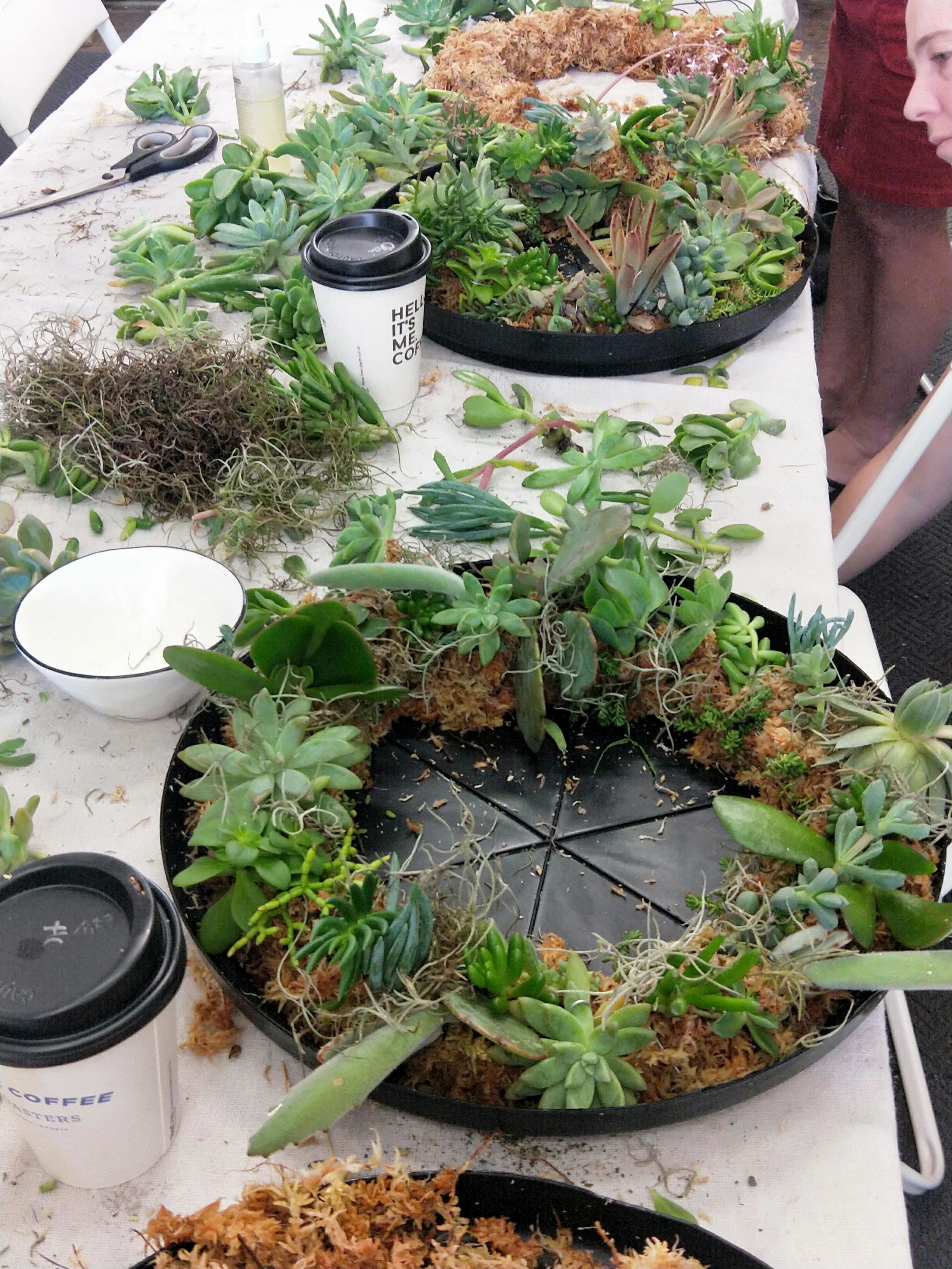SUCCULENT WREATH WORKSHOP 7th September 10am Central Coast, NSW