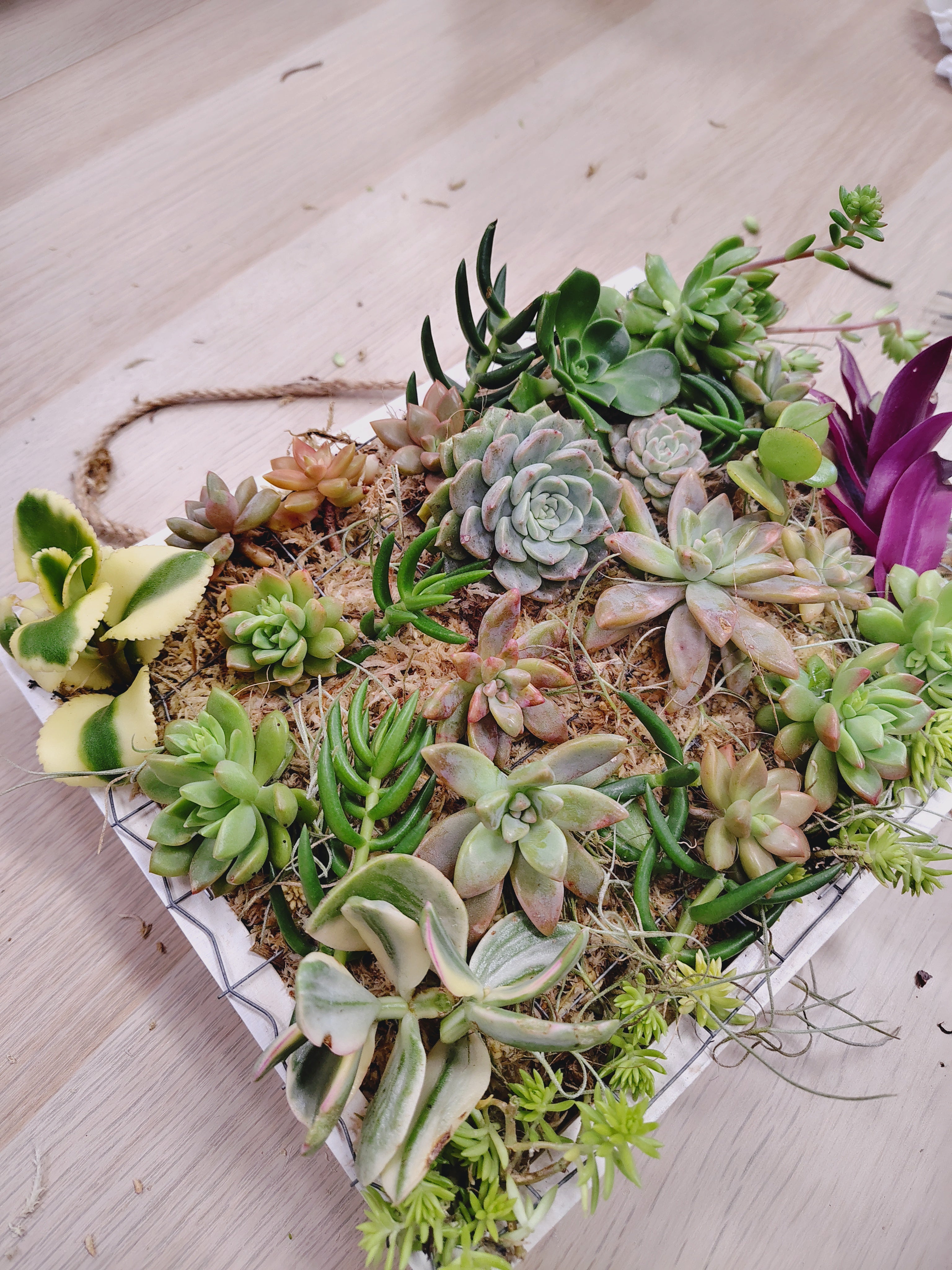 VERTICAL SUCCULENT GARDEN WORKSHOP 7th September 10am Central Coast, NSW