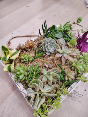 VERTICAL SUCCULENT GARDEN WORKSHOP 7th September 10am Central Coast, NSW