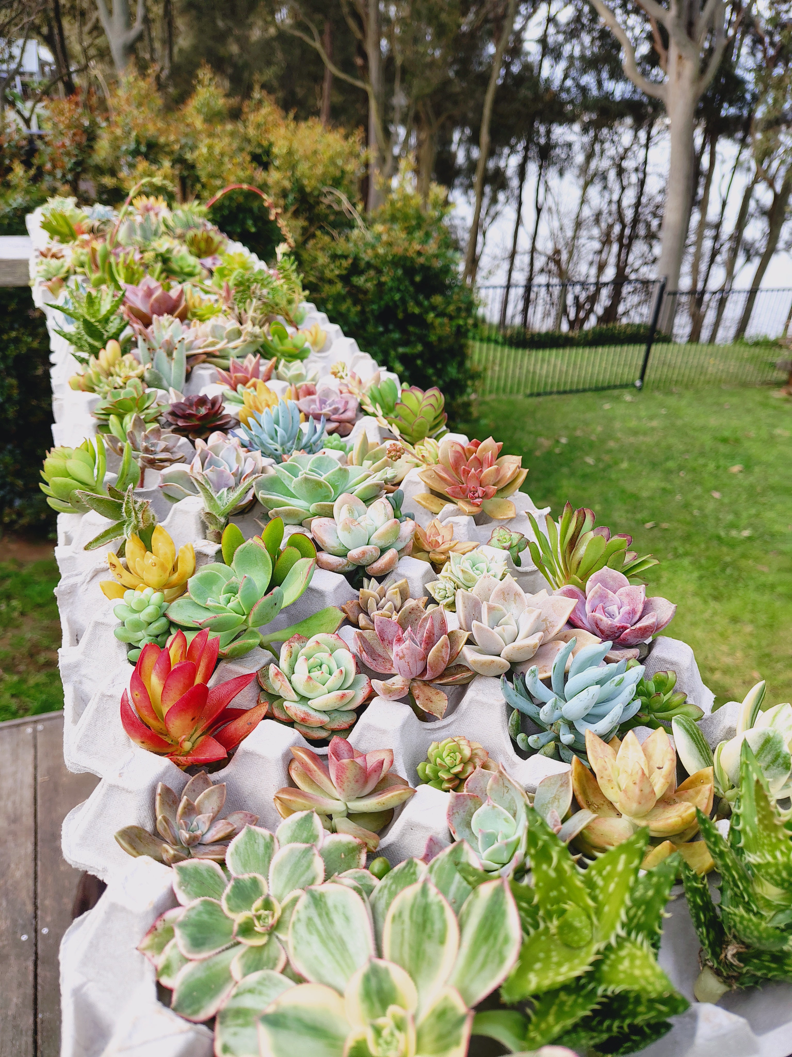 SUCCULENT VINE WREATH WORKSHOP 7th December 10am Central Coast, NSW