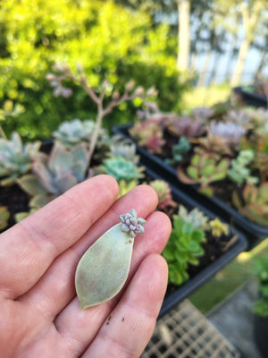 SUCCULENT VINE WREATH WORKSHOP 7th December 10am Central Coast, NSW