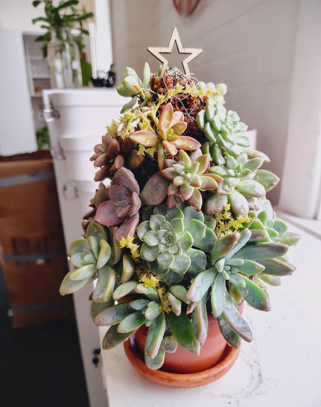 SUCCULENT CHRISTMAS TREE WORKSHOP 7th December 10am Central Coast, NSW