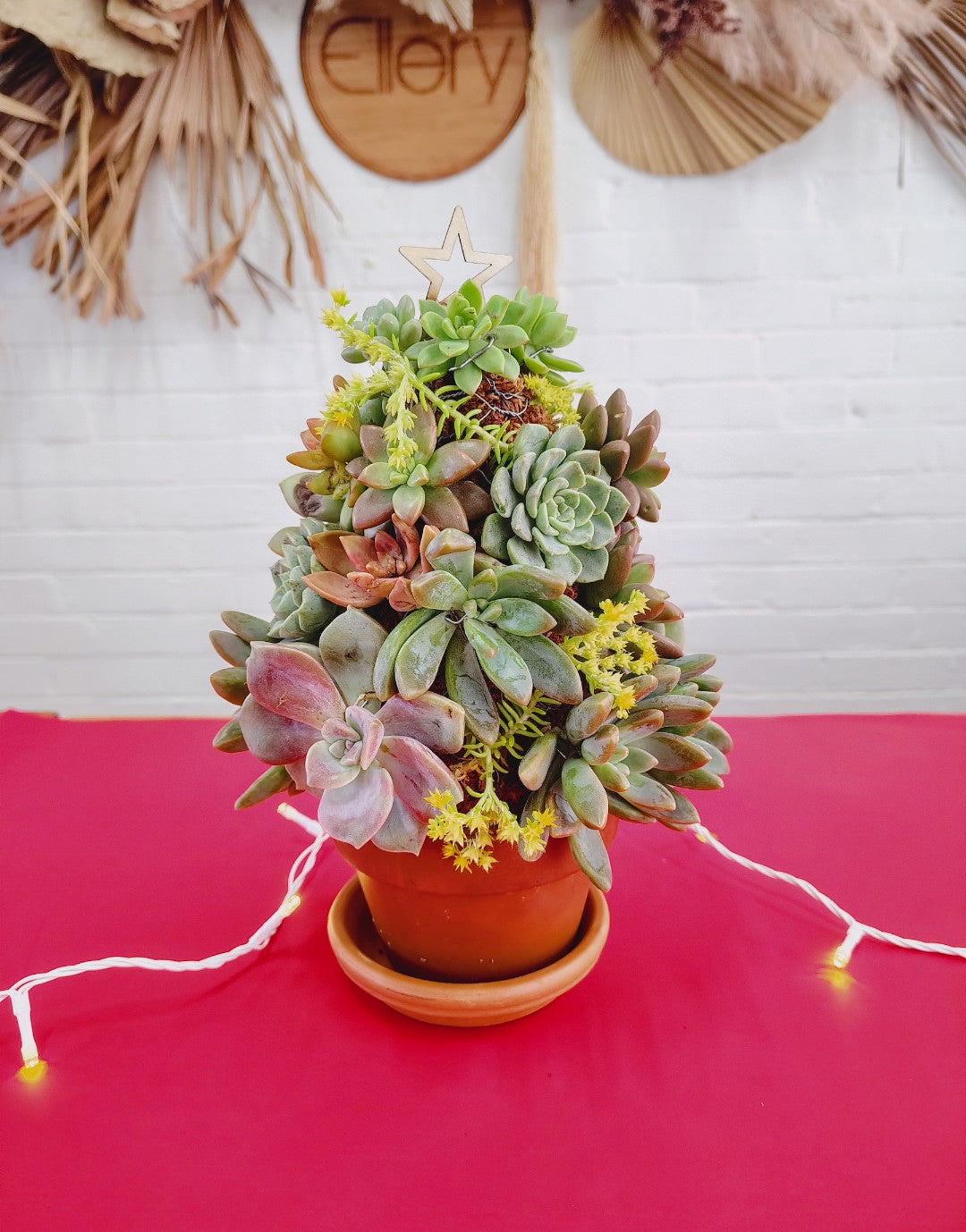 SUCCULENT CHRISTMAS TREE WORKSHOP 7th December 10am Central Coast, NSW