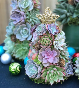 SUCCULENT CHRISTMAS TREE WORKSHOP 1st December 10am Central Coast, NSW