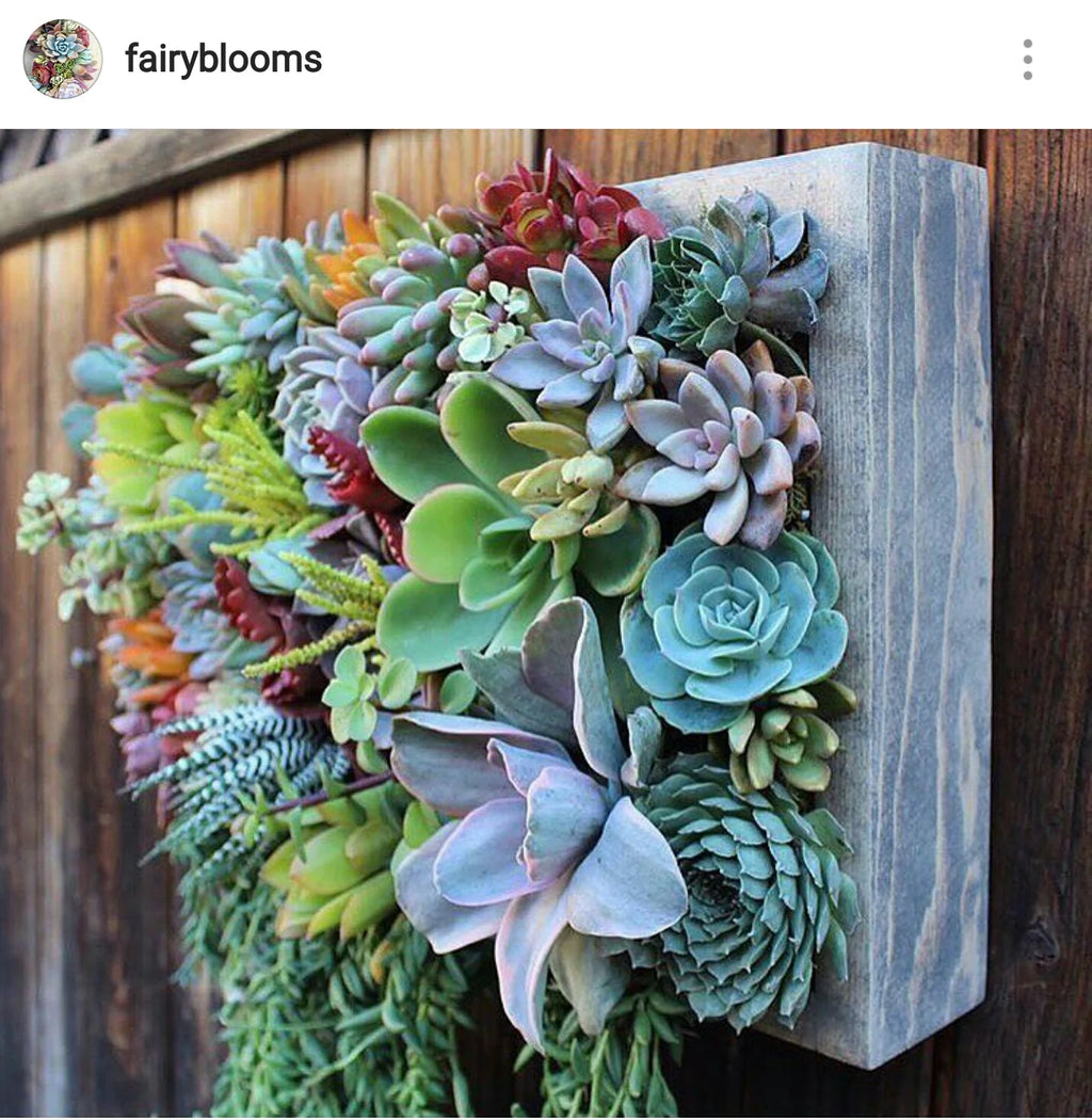 VERTICAL SUCCULENT GARDEN WORKSHOP 17th May 1pm Central Coast, NSW