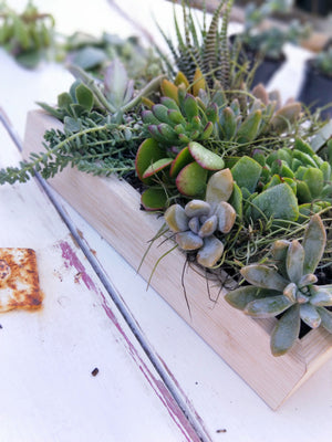 SUCCULENT WREATH WORKSHOP 1st December 10am Central Coast, NSW