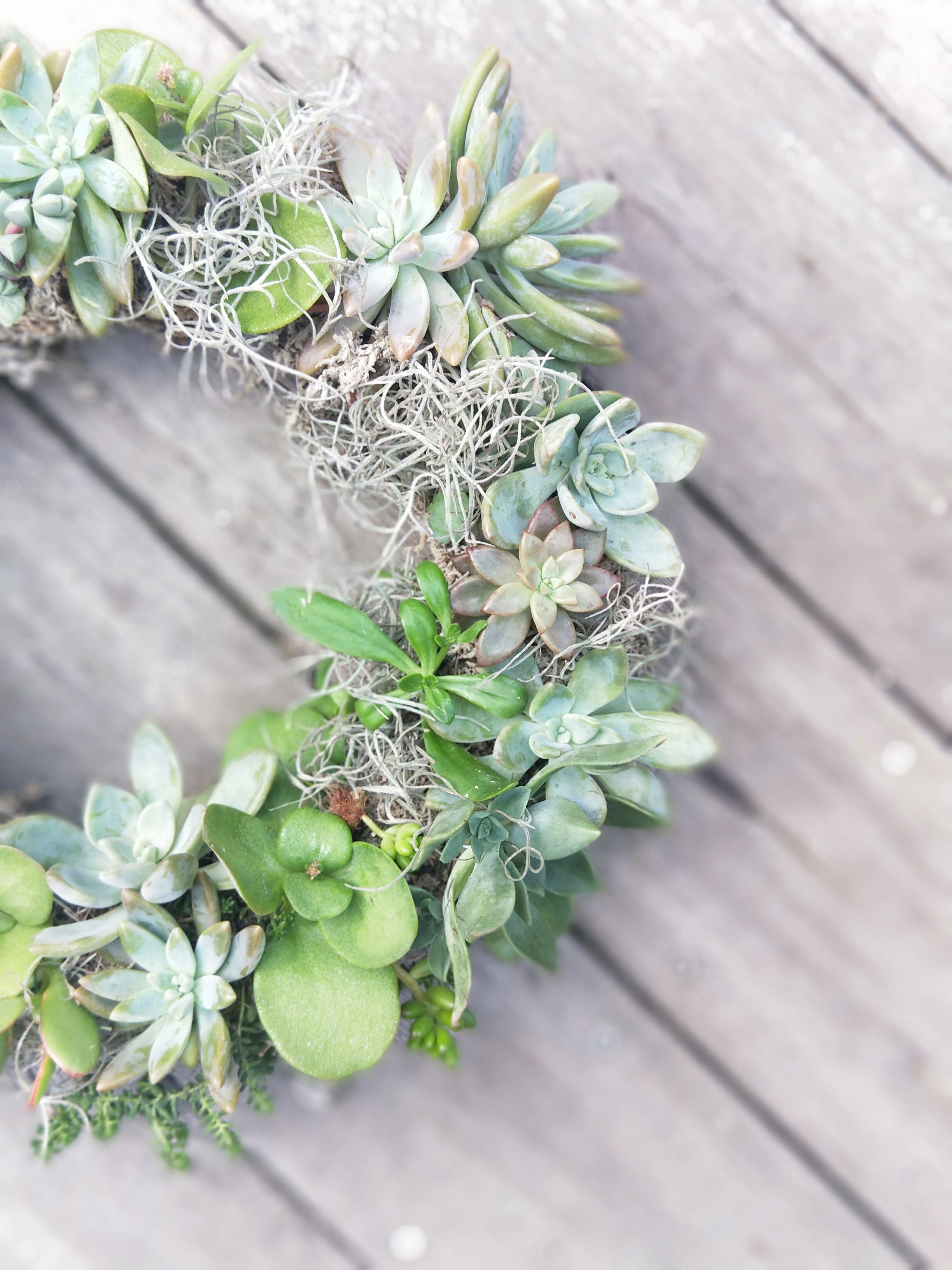 POSTPONED DUE TO SEVERE WEATHER // Full Succulent Wreath Workshop 21st March Central Coast, NSW