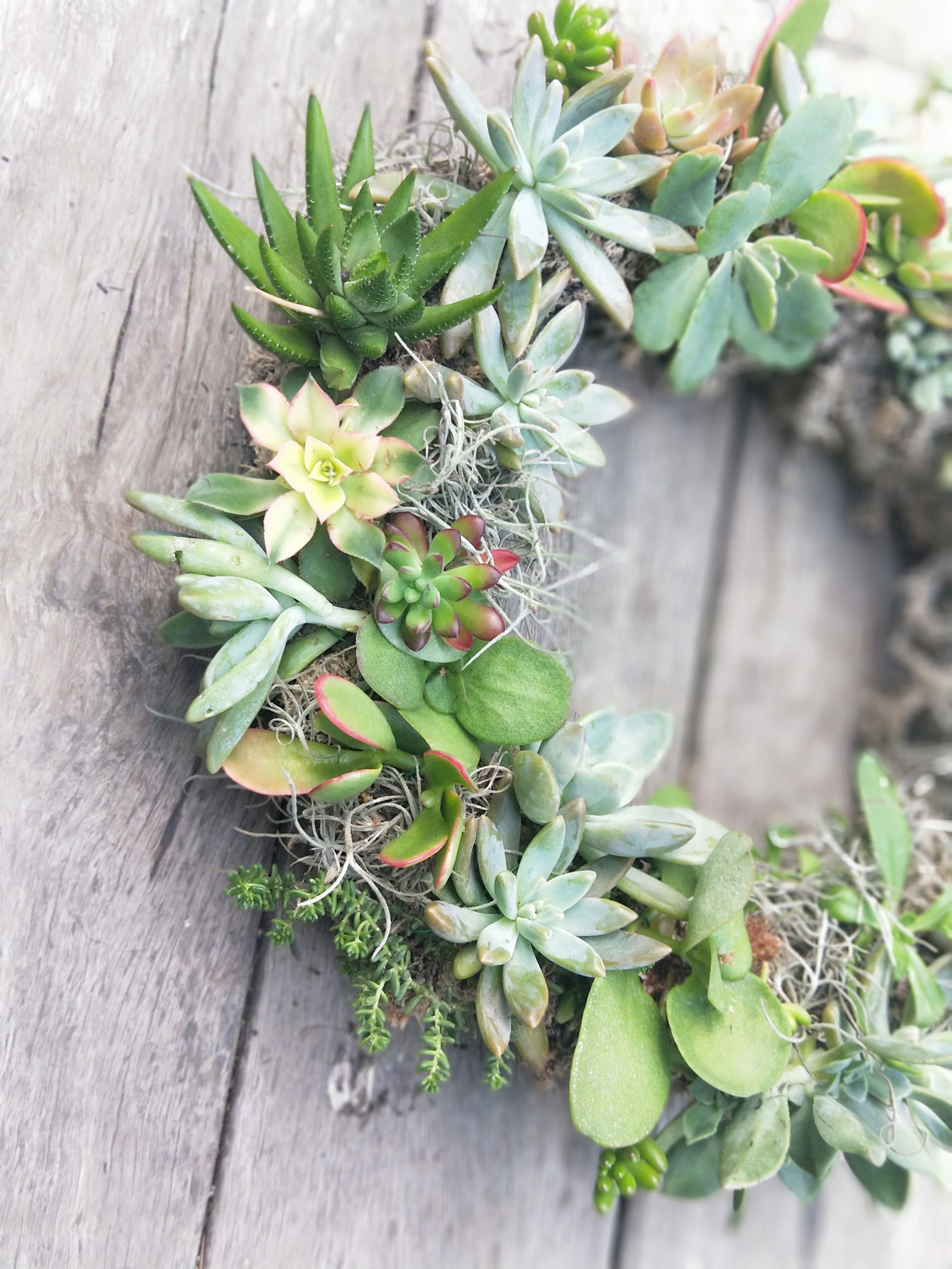 POSTPONED DUE TO SEVERE WEATHER // Full Succulent Wreath Workshop 21st March Central Coast, NSW