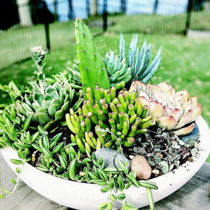 succulents central coast SUCCULENT WREATH WORKSHOP 1st December 10am Central Coast, NSW – House of Ellery