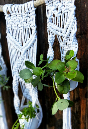 Tri Macrame Pot Hanger + Plants Workshop 31st October, Central Coast NSW